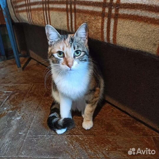 Герда в поисках дома