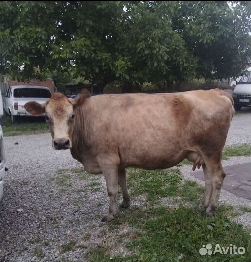 С/х животные