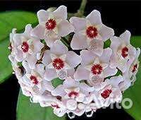 Продам комнатное растение Хойя,молочай,фиалки и др