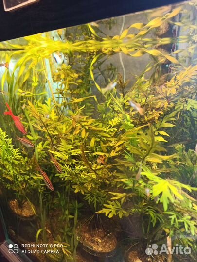 Дубок мексиканский, папоротник, эхинодорус,гуппи
