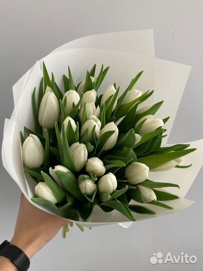 Букет из 25 белоснежных тюльпанов