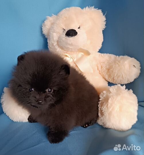 Померанский шпиц мини