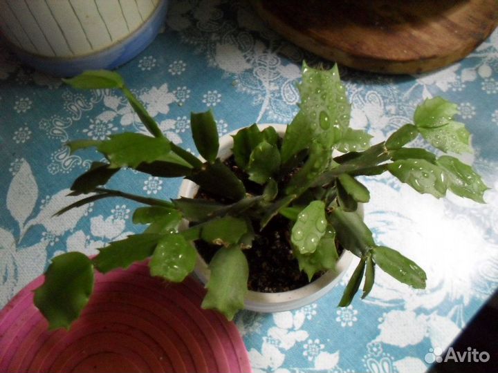 Домашние растения