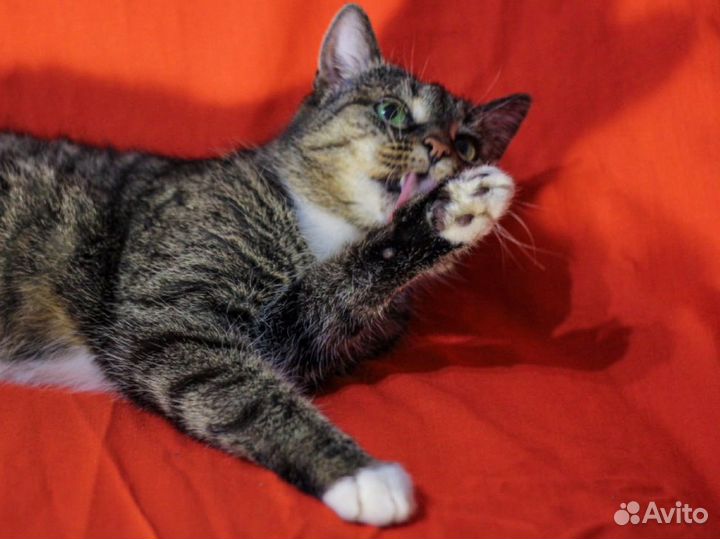 Кошка в квартиру