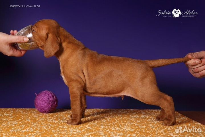 Щенки венгерская выжла, питомник