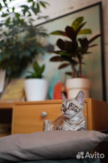 Бенгальские котята