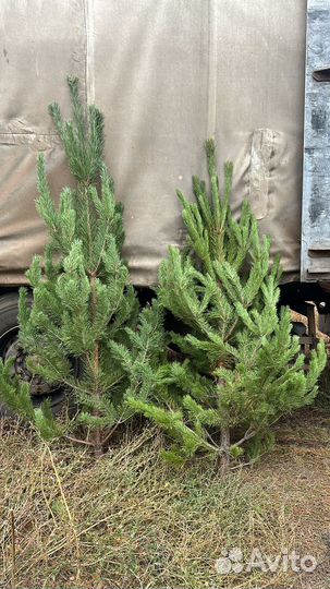 Сосна новогодняя