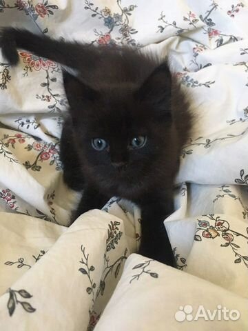 Черный пушистый котенок объявление продам