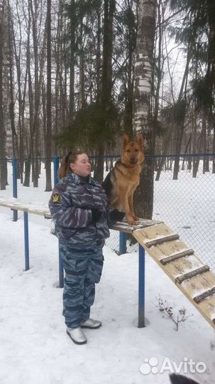 Передержка крупных собак