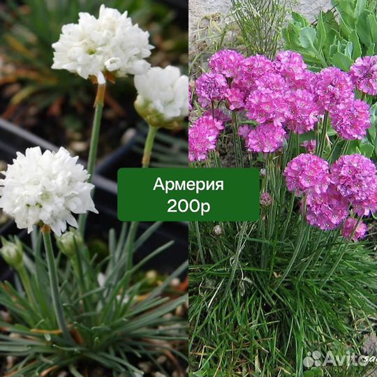 Многолетники для сада