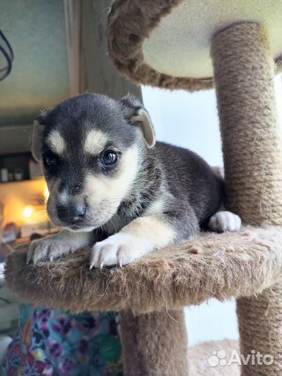 Серьезные щенки для серьезной работы