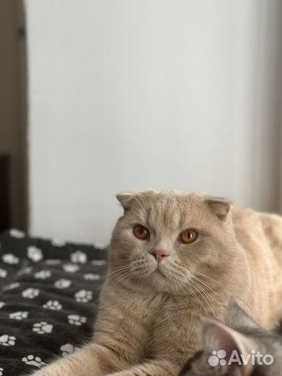 Шотландский кот вязка