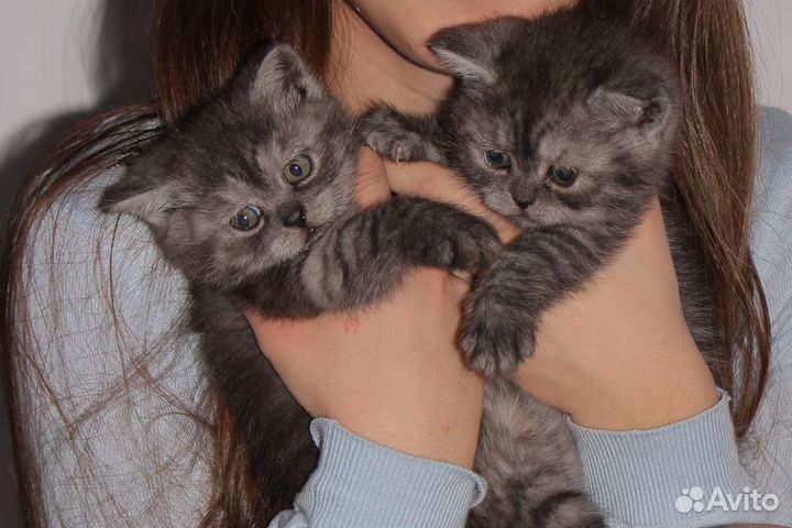 Вязка британца