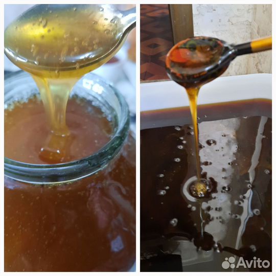 Горный мёд 2023