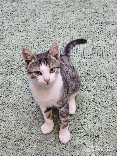 Котёнок бесплатно