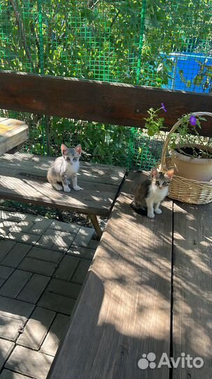 Отдам очаровательных котят