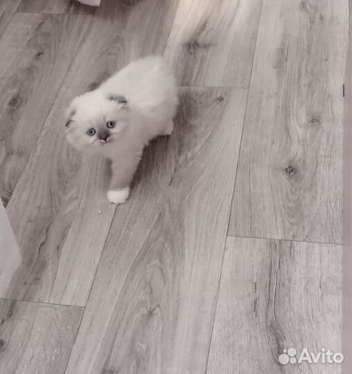 Шотландские вислоухие котята