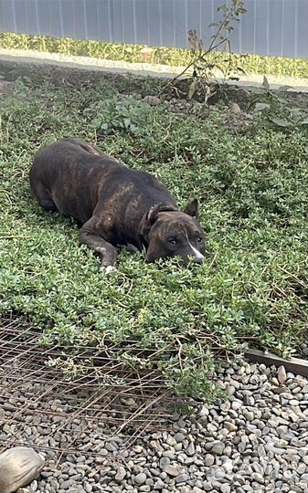 Амстафф вязка