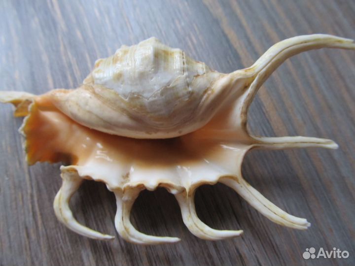 Раковина морская 12*6 см