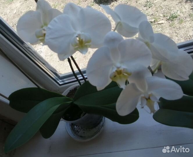 Орхидея фаленопсис