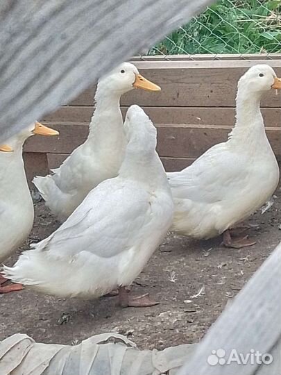 Утки Агидель