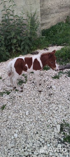 Мини лошадь