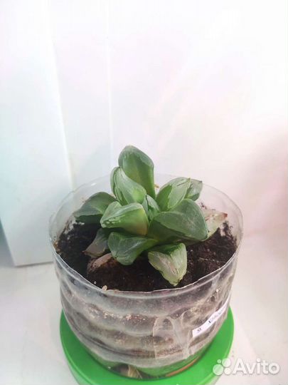 Суккуленты