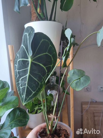 Антуриум кларинервиум