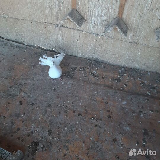 Голуби павлины