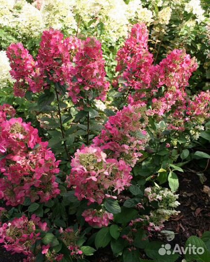 Гортензия метельчатая Мэджикал Файр