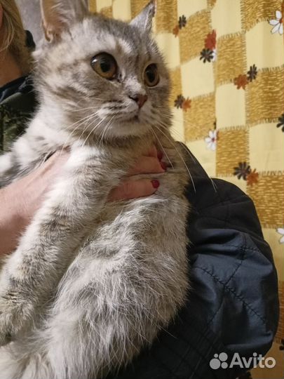 Кошка в добрые руки