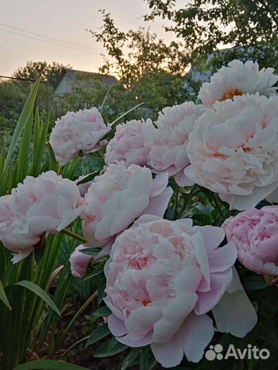 Сортовой пион и сибирские ирисы