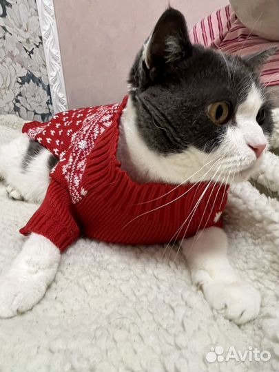 Одежда для кошек и собак