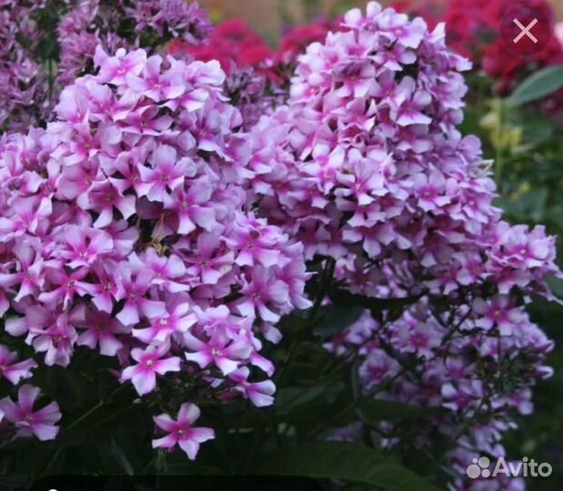 Шикарные флоксы. Лучшие сорта