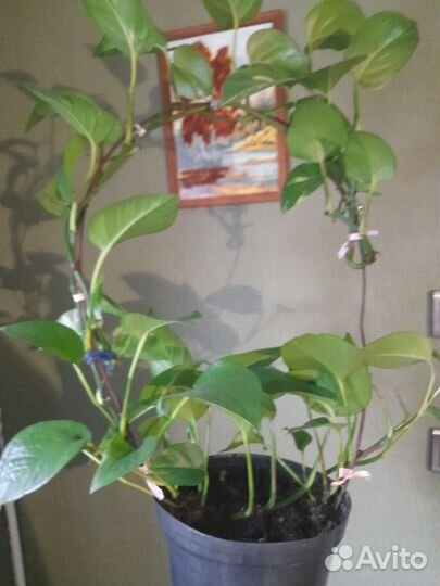 Спатифиллум