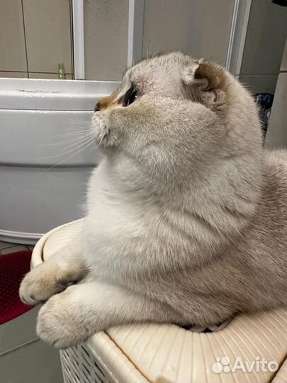 Кот Шотландский вислоухий