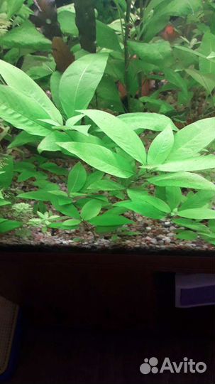 Рыбки-гуппи, Рубины-меченосцы, креветки и растения