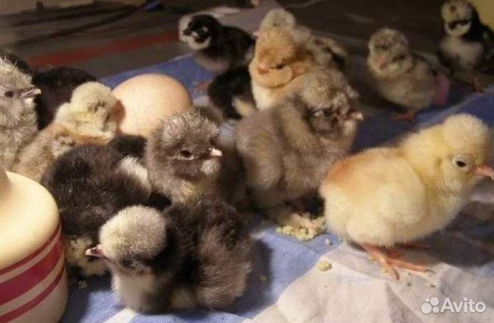 Цыплята брама, русская голубая