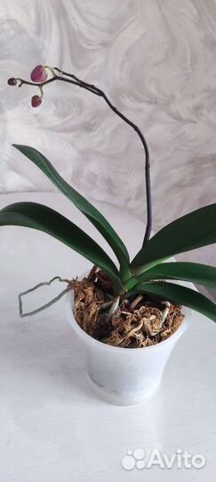 Орхидея фаленопсис