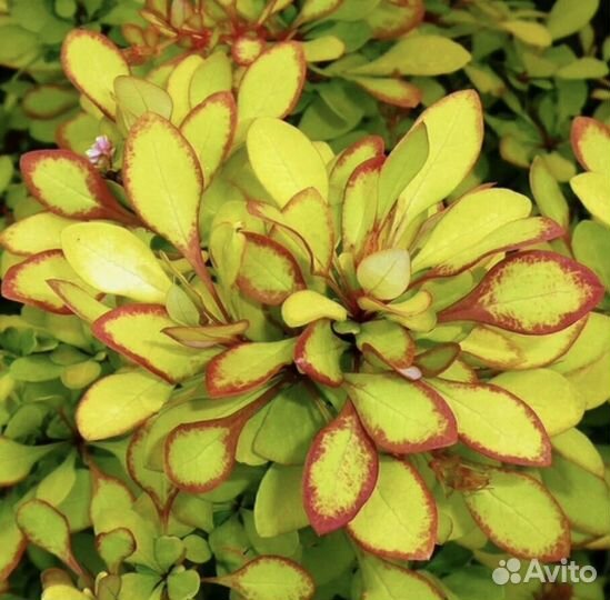 Барбарис Мария