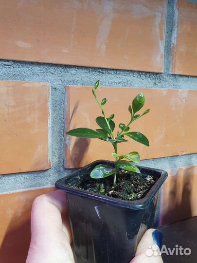 Мурайя метельчатая