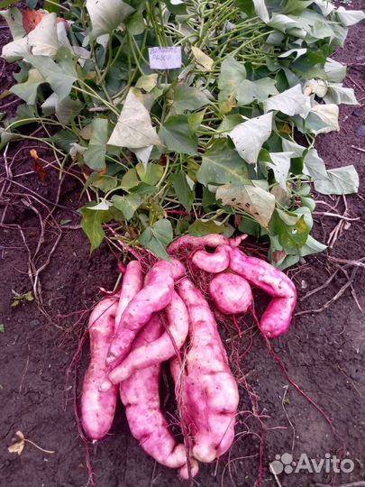 Черенки батата