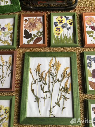 Ботанические панно из сухоцветов в рамках