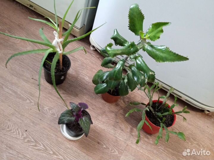 Цветы. Комнатные растения