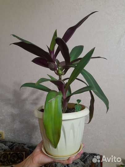 Традесканция крупная,фиолетовая,и др растения