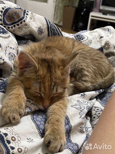 Верните кошку хозяину