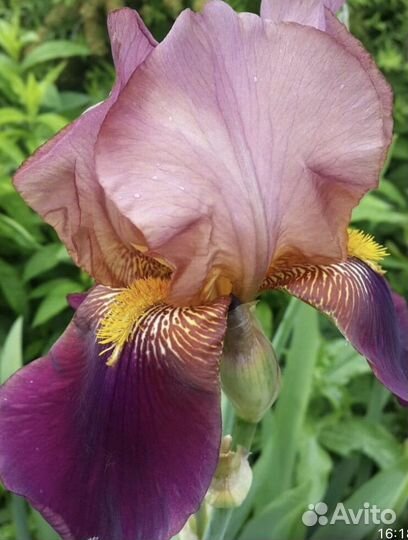 Ирис бородатый