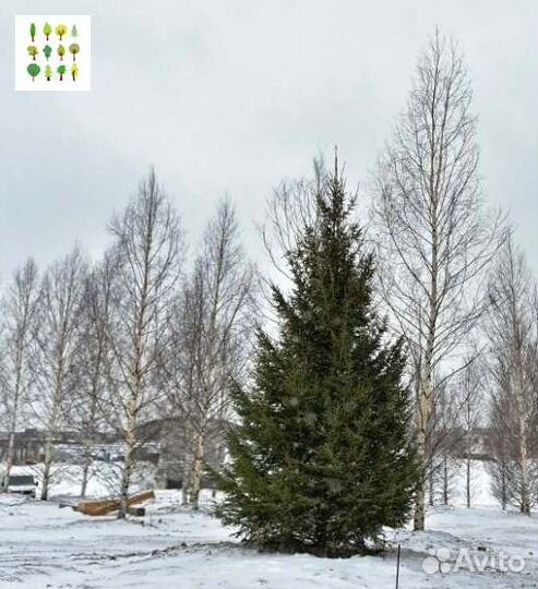 Крупномеры ели опт