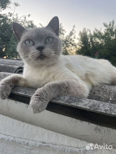 Кошка бесплатно