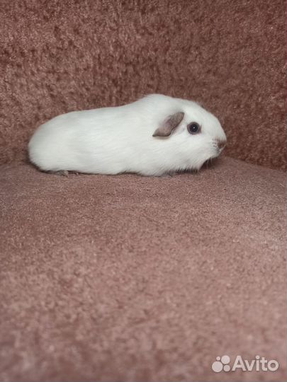Морская свинка Калифорнийская